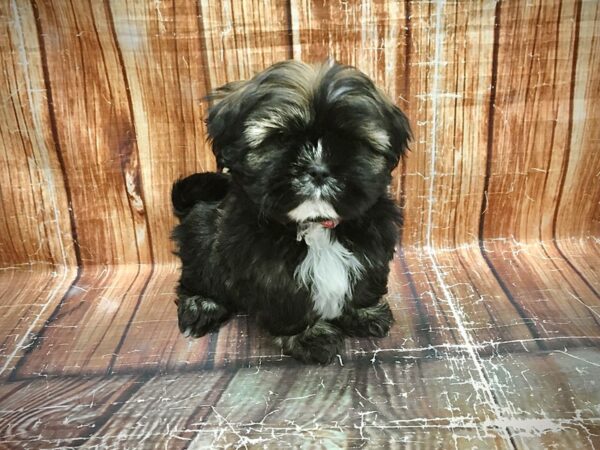 Lhasa Apso-DOG-Female-Golden-23600-Petland Las Vegas, Nevada