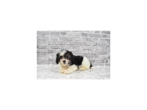 Maltese/Shih Tzu-DOG-Male-Black Gold and White-23631-Petland Las Vegas, Nevada