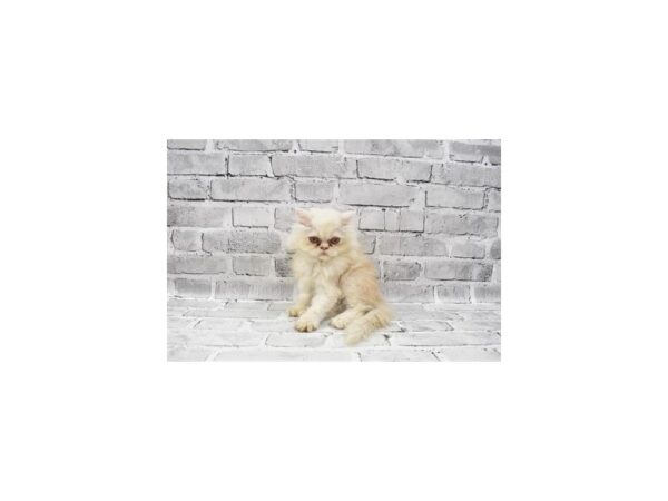 Persian CAT Female Red 23624 Petland Las Vegas, Nevada