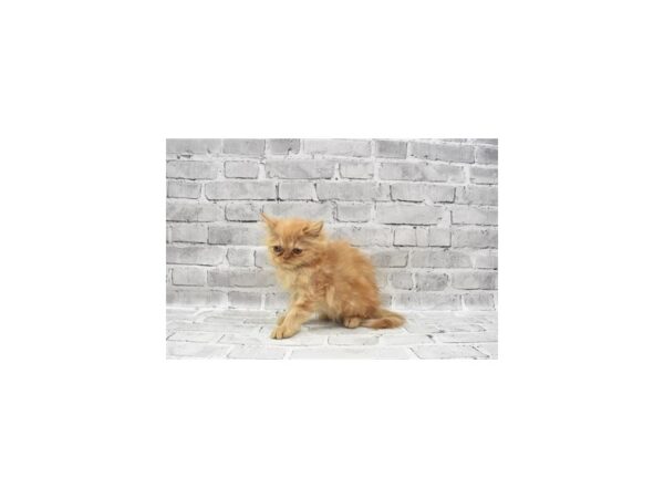 Persian CAT Female Red 23625 Petland Las Vegas, Nevada