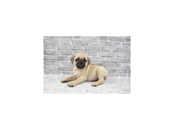 2nd Gen Puggle-DOG-Male-Fawn-23627-Petland Las Vegas, Nevada