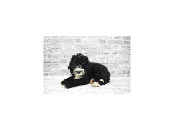 Bernese Mountain Dog/Poodle-DOG-Female-Black and White-23629-Petland Las Vegas, Nevada