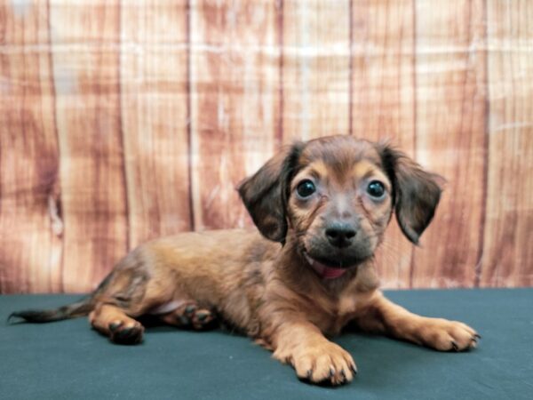 Chihuahua/Dachshund DOG Female Wild Boar 23646 Petland Las Vegas, Nevada