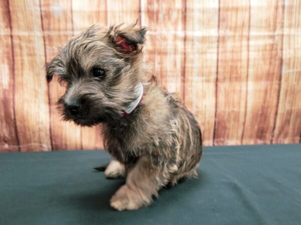 Cairn Terrier DOG Female Wheaten 23645 Petland Las Vegas, Nevada