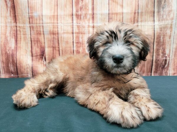 Soft Coated Wheaten Terrier DOG Female Wheaten 23641 Petland Las Vegas, Nevada