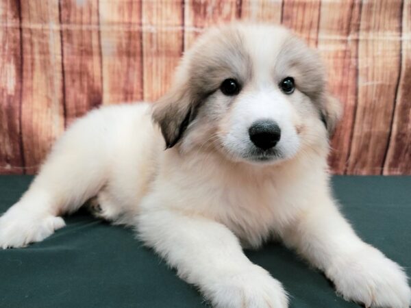 Great Pyrenees DOG Female White 23633 Petland Las Vegas, Nevada