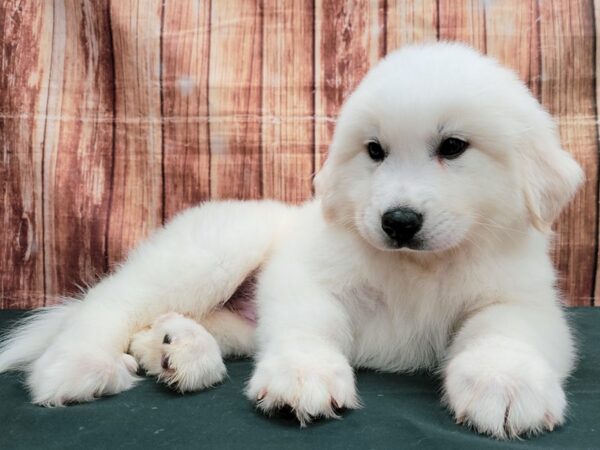 Great Pyrenees DOG Male White 23634 Petland Las Vegas, Nevada