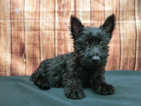 Scottish Terrier DOG Female Black 23638 Petland Las Vegas, Nevada