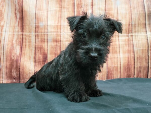 Scottish Terrier DOG Male Black 23639 Petland Las Vegas, Nevada