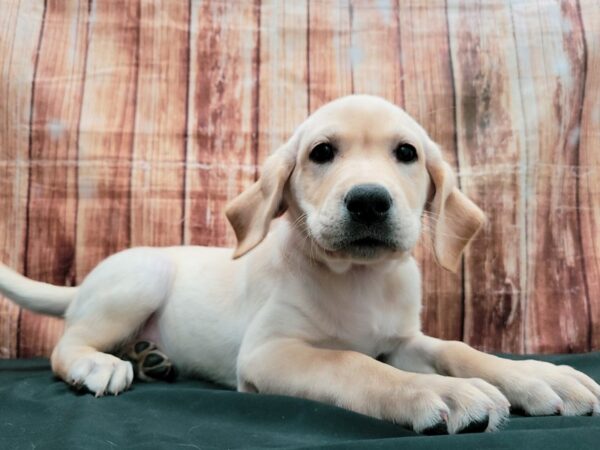 Labrador Retriever DOG Female Yellow 23635 Petland Las Vegas, Nevada