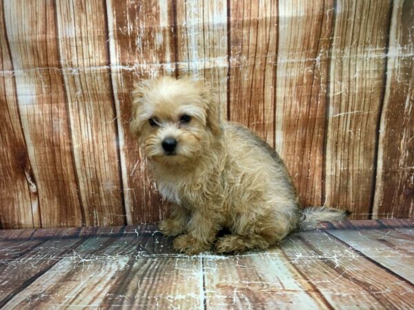 Cairn Terrier/Poodle-DOG-Male-Wheaten-23655-Petland Las Vegas, Nevada