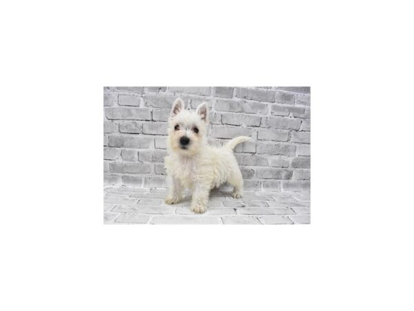 West Highland White Terrier-DOG-Female-White-23656-Petland Las Vegas, Nevada