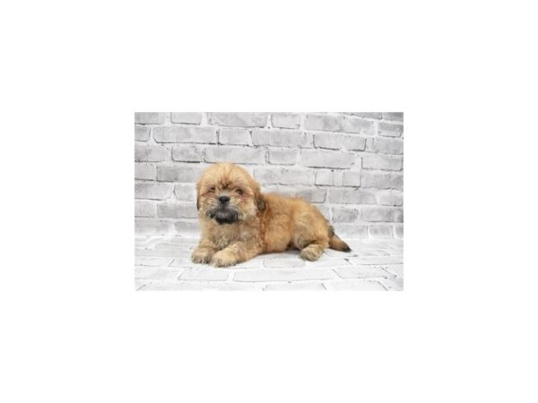 Lhasa Apso DOG Female Red Gold 23663 Petland Las Vegas, Nevada