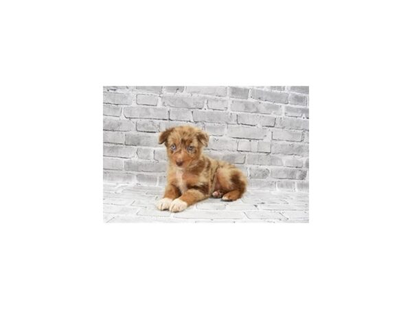 Australian Shepherd DOG Female Red Merle 23659 Petland Las Vegas, Nevada