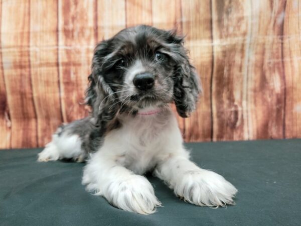 Cocker Spaniel DOG Female Blue Roan 23664 Petland Las Vegas, Nevada