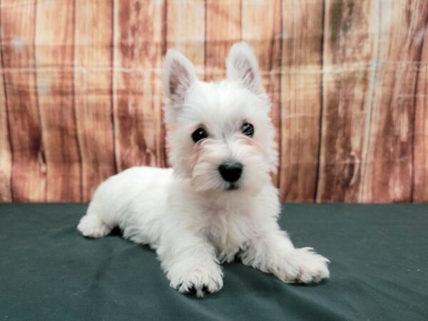 West Highland White Terrier-DOG-Female-White-23667-Petland Las Vegas, Nevada