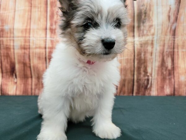 American Eskimo/Poodle DOG Female White / Blue Merle 23668 Petland Las Vegas, Nevada