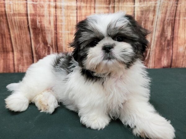 Pekingese/Shih Tzu-DOG-Female-White / Sable-23670-Petland Las Vegas, Nevada