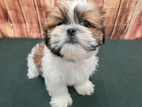 Pekingese/Shih Tzu-DOG-Male-White / Gold-23671-Petland Las Vegas, Nevada