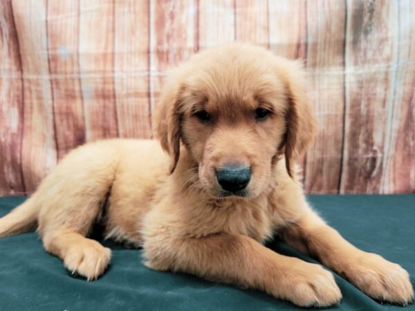 Golden Retriever DOG Male Golden 23676 Petland Las Vegas, Nevada