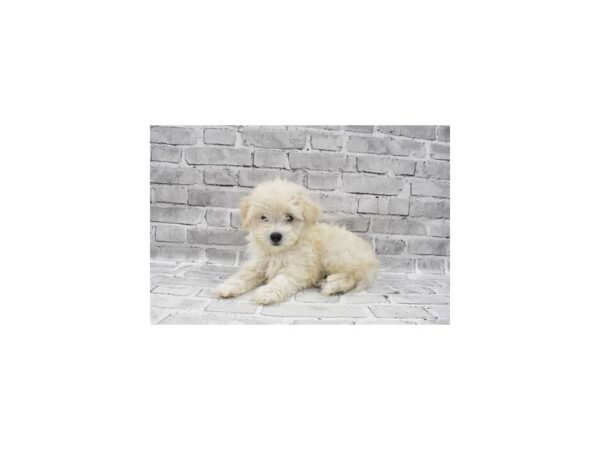 Maltese/Poodle DOG Female White and Apricot 23680 Petland Las Vegas, Nevada