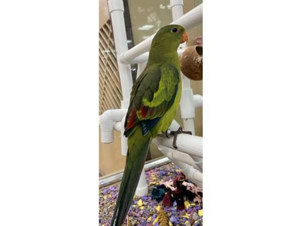 Regent Parrot-BIRD-Male--23615-Petland Las Vegas, Nevada