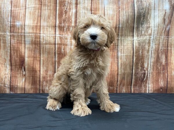 Poodle/Soft Coated Wheaten Terrier-DOG-Female-Apricot-23722-Petland Las Vegas, Nevada