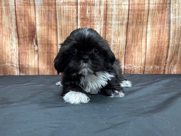 Shih Tzu DOG Male Brindle 23717 Petland Las Vegas, Nevada