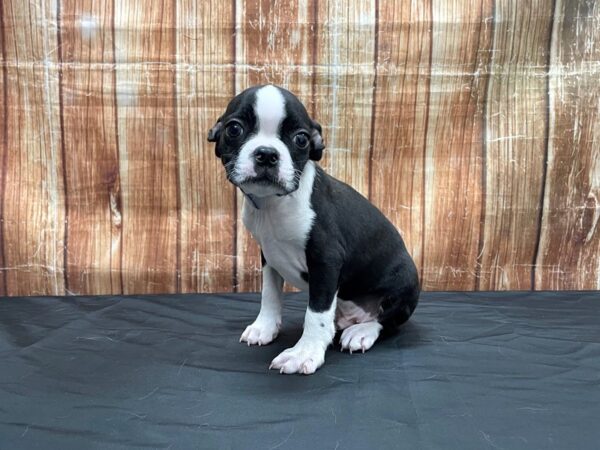 Boston Terrier DOG Male Black / White 23715 Petland Las Vegas, Nevada