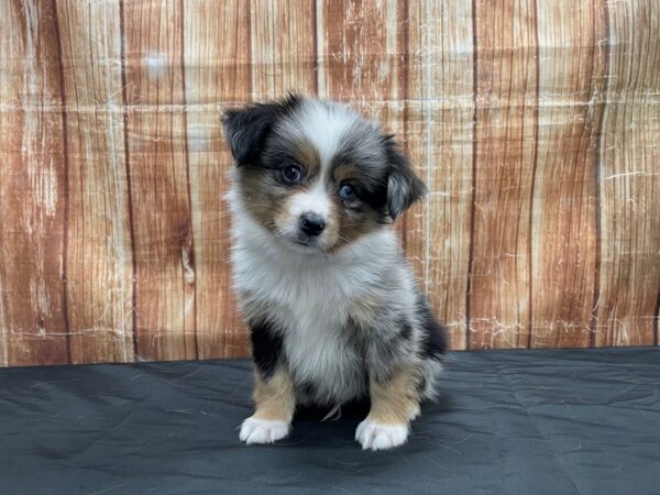 Australian Shepherd DOG Male Blue Merle 23713 Petland Las Vegas, Nevada