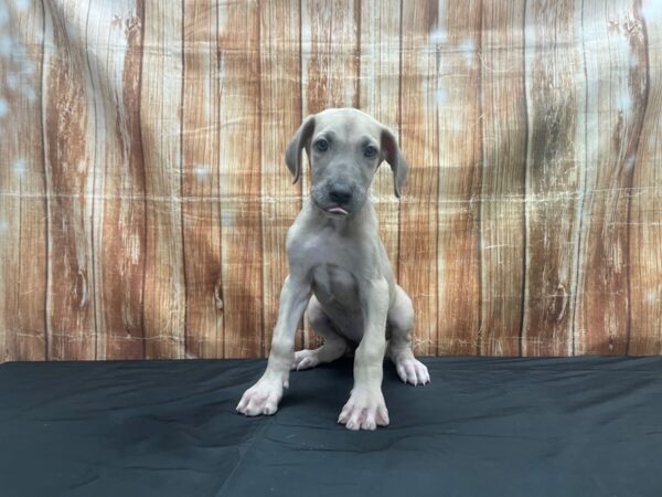 Great Dane DOG Female Fawn 23712 Petland Las Vegas, Nevada