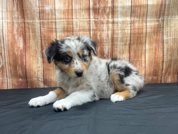 Australian Shepherd DOG Female Blue Merle White and Tan 23708 Petland Las Vegas, Nevada