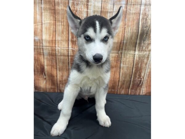 Siberian Husky DOG Male Black / White 23724 Petland Las Vegas, Nevada