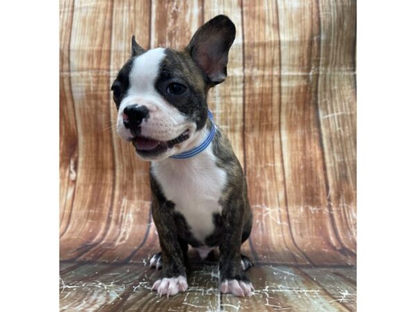 Boston Terrier DOG Male Brindle 23714 Petland Las Vegas, Nevada