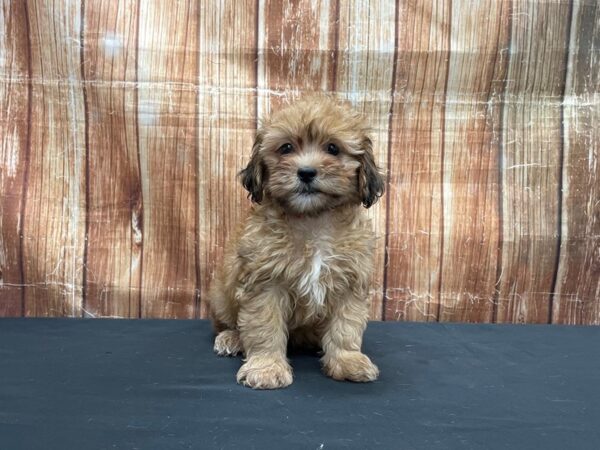 Lhasa Apso/Poodle-DOG-Male-Red Sable-23748-Petland Las Vegas, Nevada