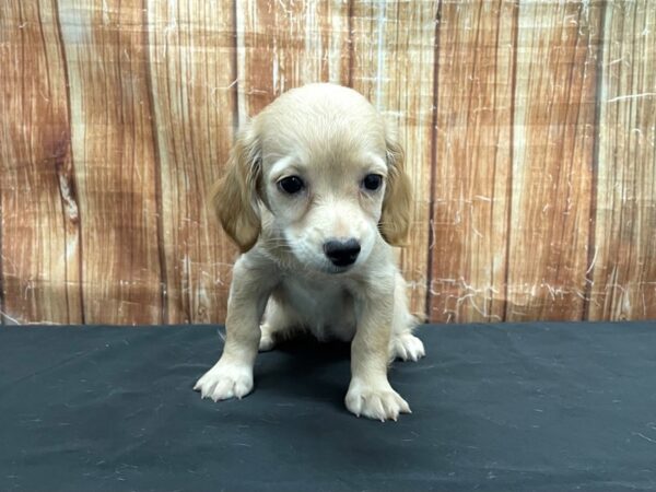 Chihuahua/Dachshund-DOG-Female-Fawn-23747-Petland Las Vegas, Nevada