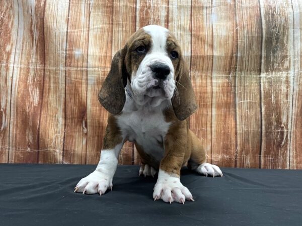 Basset Hound/English Bulldog-DOG-Male-Red / Brindle-23746-Petland Las Vegas, Nevada