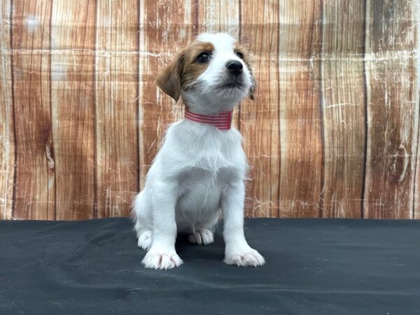 Jack Russell Terrier DOG Female White / Red 23744 Petland Las Vegas, Nevada