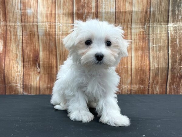 Maltese DOG Male White 23742 Petland Las Vegas, Nevada