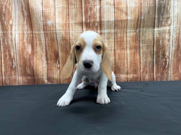 Beagle DOG Male Lemon and White 23729 Petland Las Vegas, Nevada