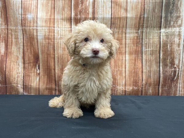 F1B Aussiedoodle DOG Male Apricot 23728 Petland Las Vegas, Nevada