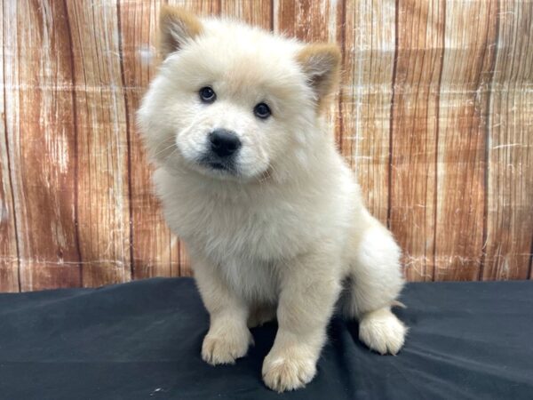 Chow Chow DOG Male Cream 23727 Petland Las Vegas, Nevada