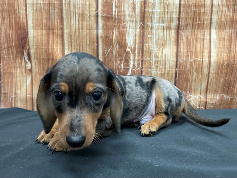 Are Female Or Male Dachshunds Better