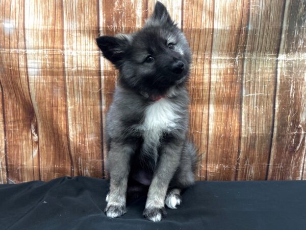 Keeshond DOG Female Silver / Black 23750 Petland Las Vegas, Nevada