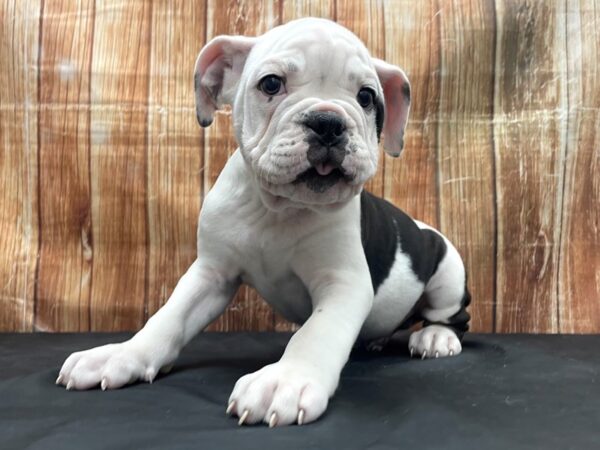 Olde English Bulldog-DOG-Male-Black / White-23774-Petland Las Vegas, Nevada