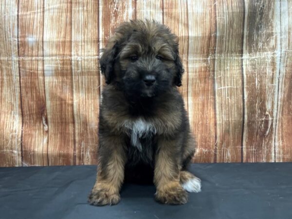 Keeshond/Poodle-DOG-Male-Red Sable-23771-Petland Las Vegas, Nevada