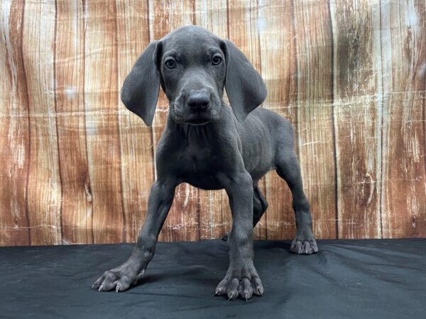 Weimaraner DOG Male Blue 23768 Petland Las Vegas, Nevada