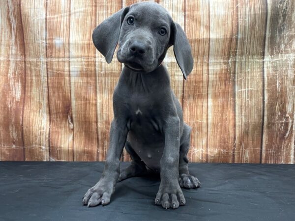 Weimaraner DOG Female Blue 23767 Petland Las Vegas, Nevada