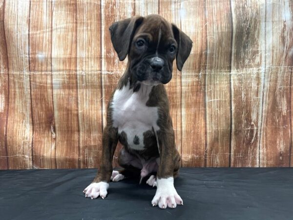 Boxer DOG Male Brindle 23765 Petland Las Vegas, Nevada