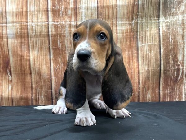 Basset Hound DOG Male Black White / Tan 23764 Petland Las Vegas, Nevada